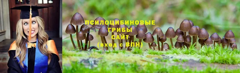 kraken как войти  Бронницы  Галлюциногенные грибы Cubensis 